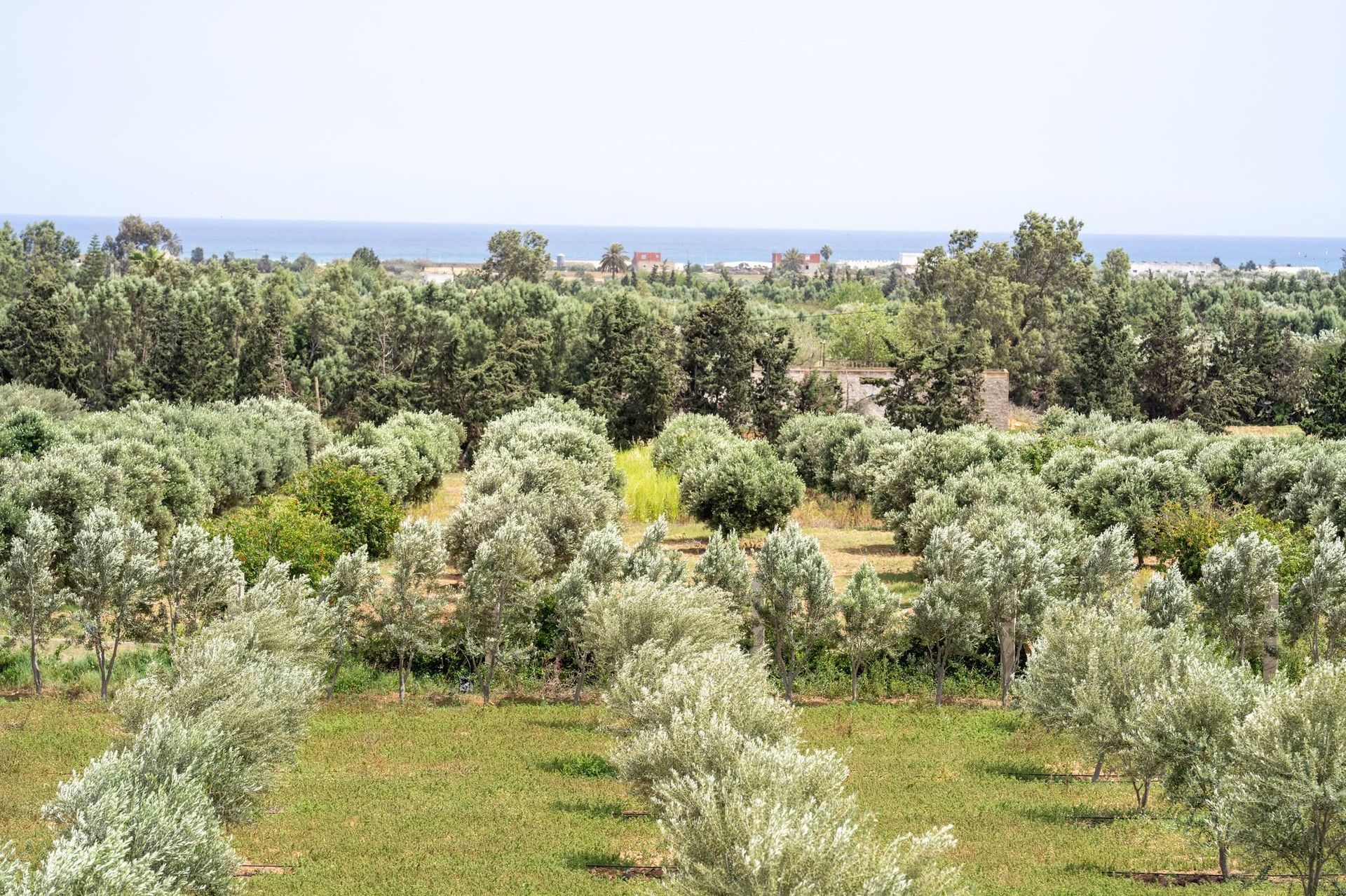 Panorama de l'oliveraie Koroneiki de la propriété avec la mer Méditerranée en arrière-plan